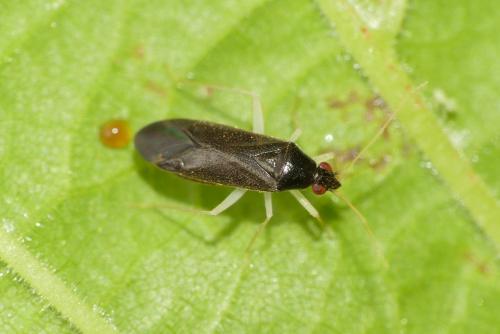 Phylus coryli